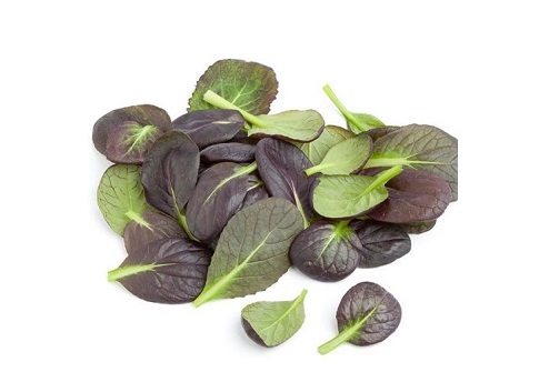 MOSTAZA KOMATSUNA ROJA sobre 50g